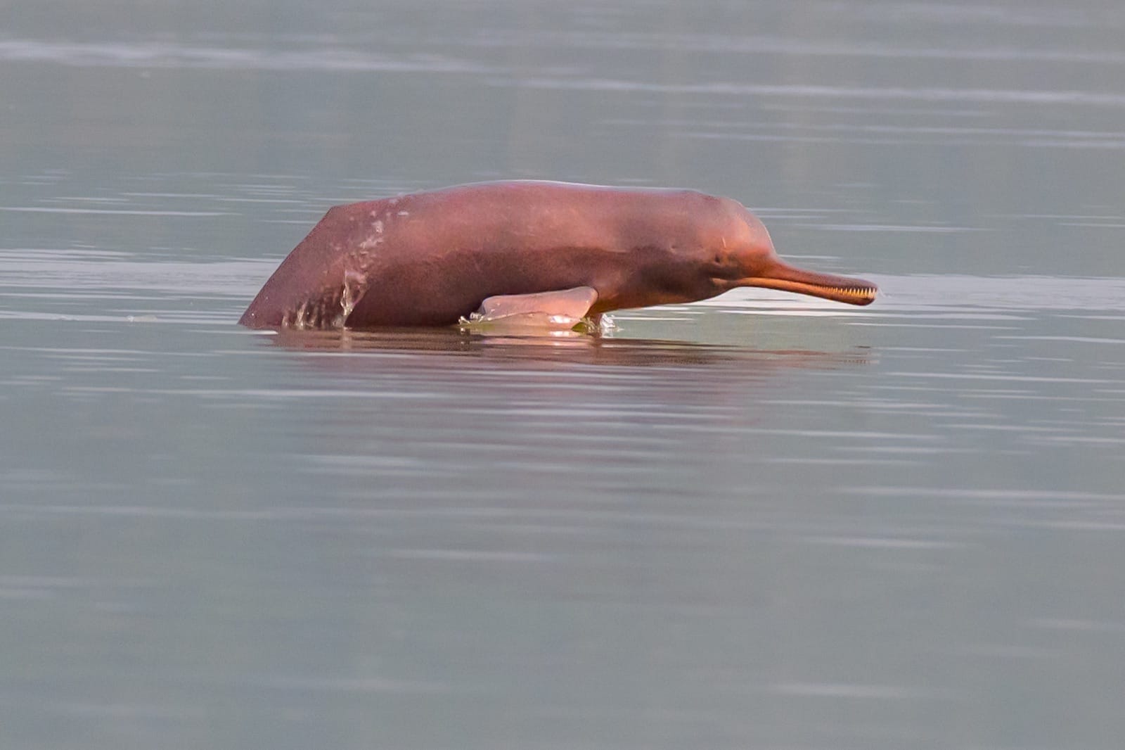 Ayodhya’s Saryu: Looking at the River Through a Dolphin Survey