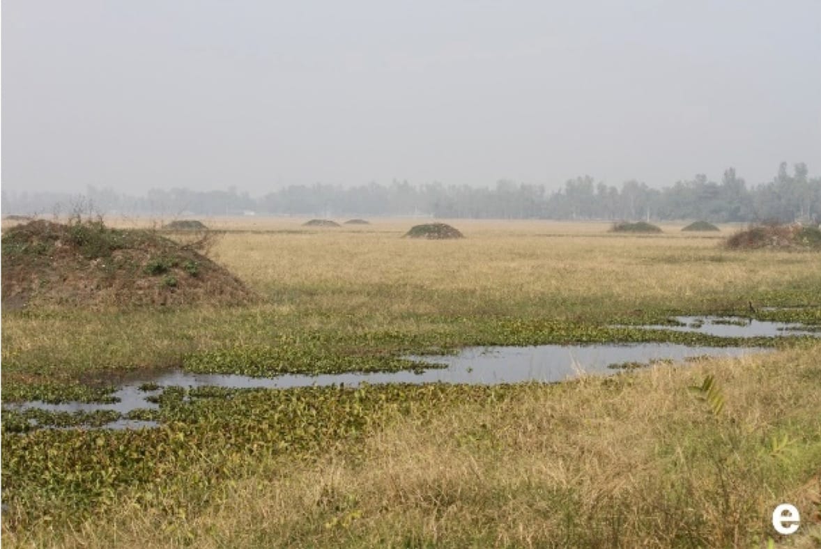 Ayodhya’s Wetland Birds: Look Beyond the Open Water